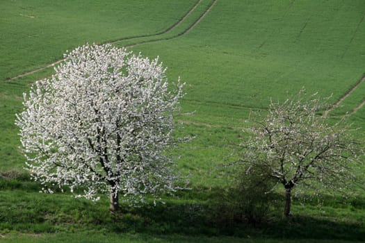 Cherry blossom in the Weser Uplands