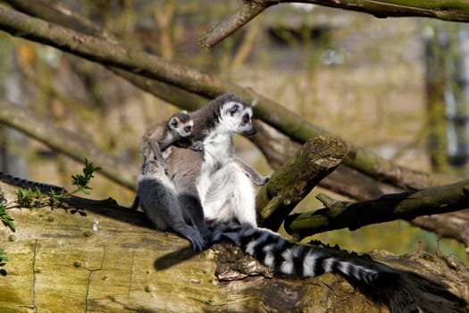 Ring-tailed lemur family