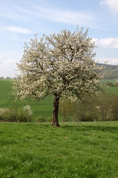 Cherry blossom in the Weser Uplands