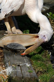 Pink pelican tries to catch turtle