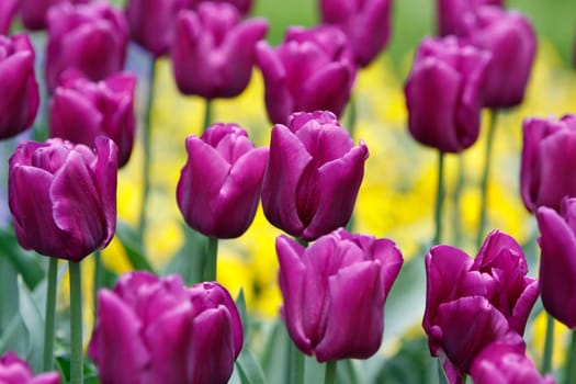 Purple tulips