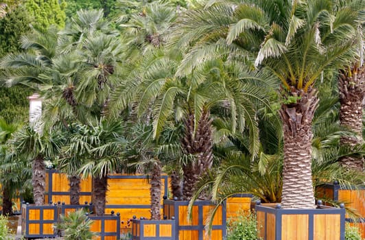 Palmengarten Bad Pyrmont