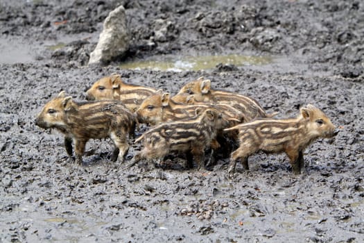 Wild Boar Newcomers