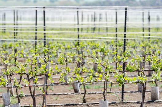 Close up green sprouts of grape at mountain vineyard