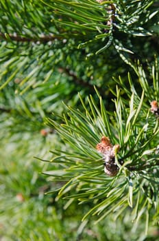 Pine spring blossoming bud, close-up