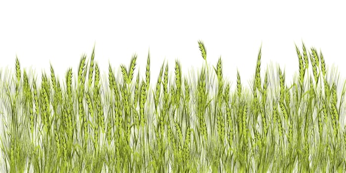 Green grass illustration against white background