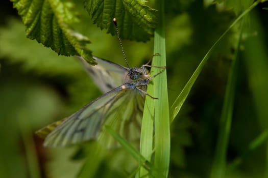 Great cabbage white between grasses