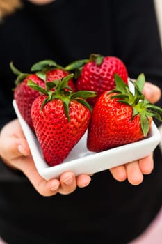 Closeup of four large fresh strawberries in white dish being held in hands of young child