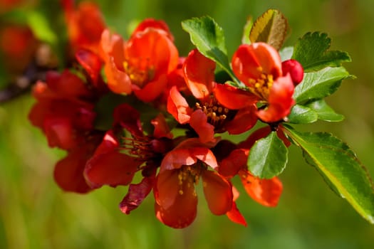 Japanese quince in a macro shot