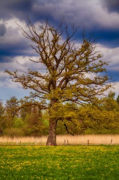 A lime tree in spring on a dandelion meadow