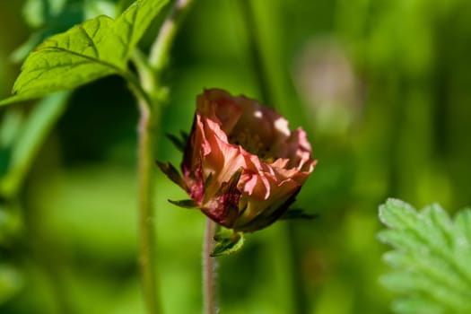 Bach-Nelkenwurz in a macro recording