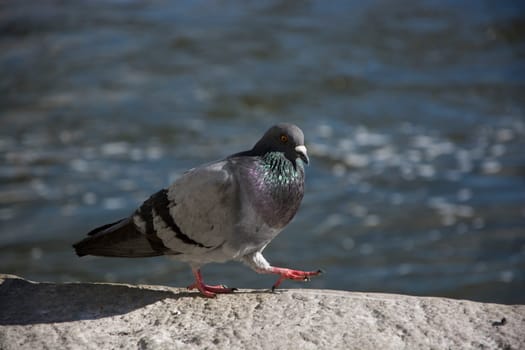 dove