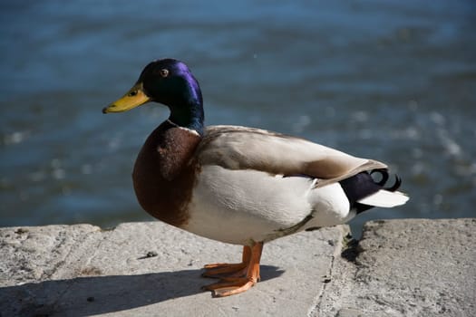 Wild duck