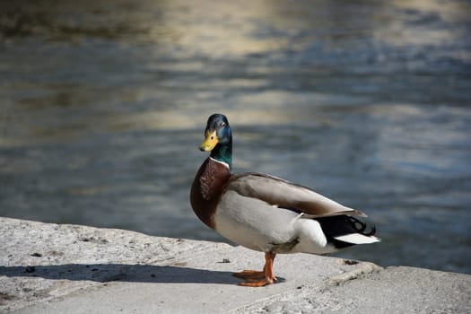 Wild duck