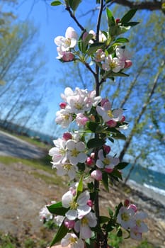 A brunch of very beautiful wild cherry blossoms in a park in the spring with the lake Ontario in the background.