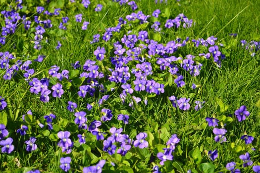Beautiful violets blooming in a field of green grass under very nice sunshine.