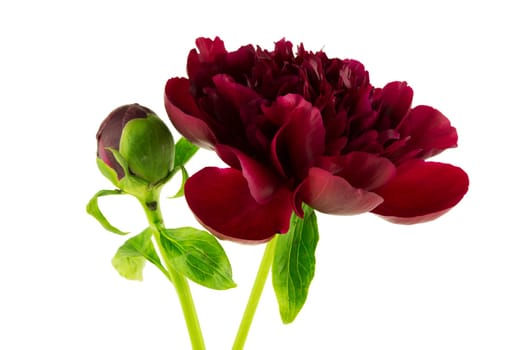 Peonie,red peony against a white background