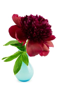 Peonie,red peony against a white background