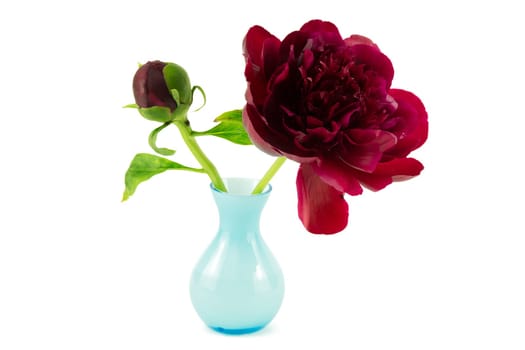 Peonie,red peony against a white background