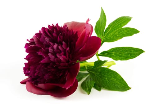 Peonie,red peony against a white background