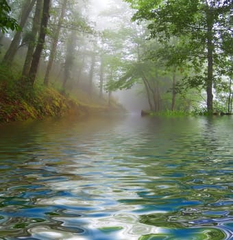 Forest fog in the portuguese national park