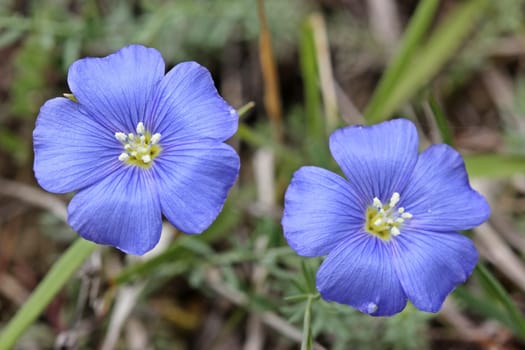 Linum,Leonii,Lein,Lorraine,Lorraine Flax,Linum leonii,very rare,threatened