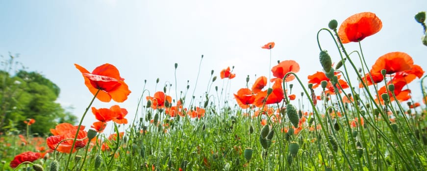 Fleurs - Coquelicots