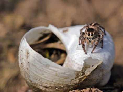 Female cross-jumping spider guards her snail shell