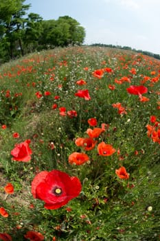 Fleurs - Coquelicots