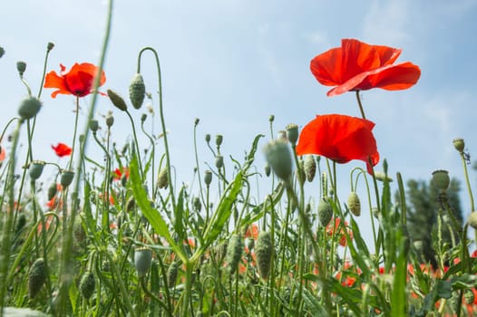 Fleurs - Coquelicots