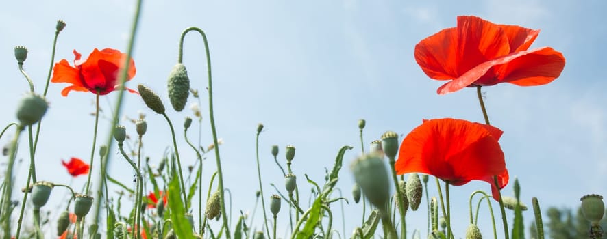 Fleurs - Coquelicots