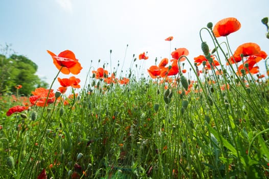 Fleurs - Coquelicots