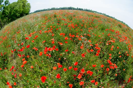 Fleurs - Coquelicots