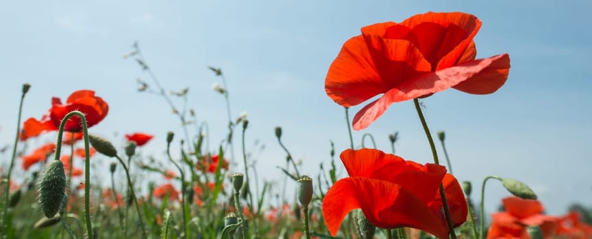 Fleurs - Coquelicots