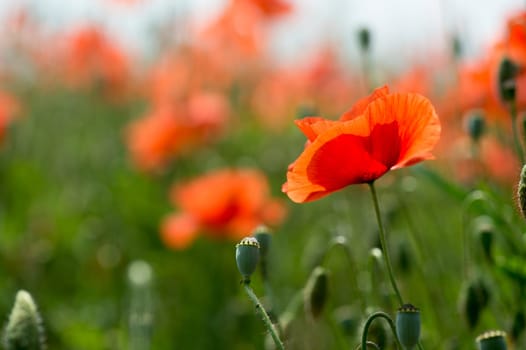 Fleurs - Coquelicots
