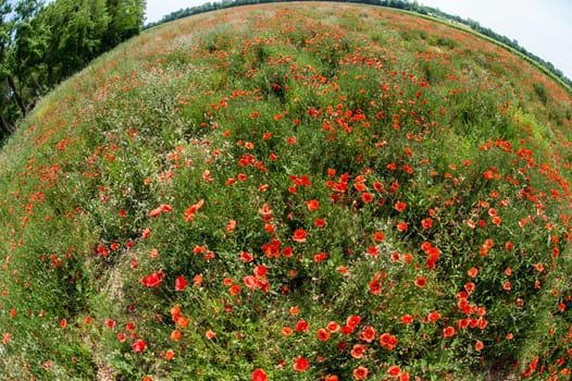 Fleurs - Coquelicots