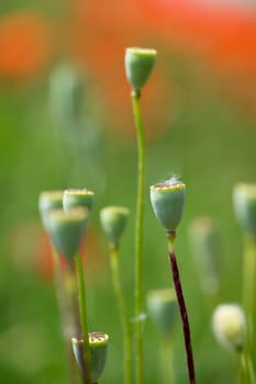 Fleurs - Coquelicots