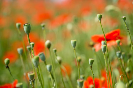 Fleurs - Coquelicots