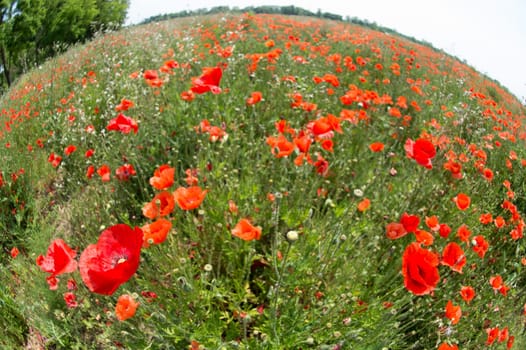 Fleurs - Coquelicots