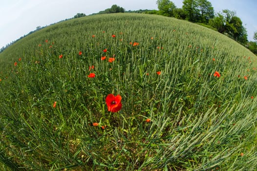 Fleurs - Coquelicots - Blé