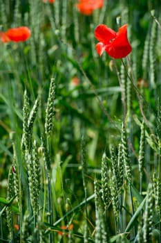Fleurs - Coquelicots - Blé