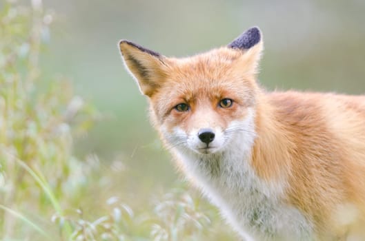 Portrait of a fox