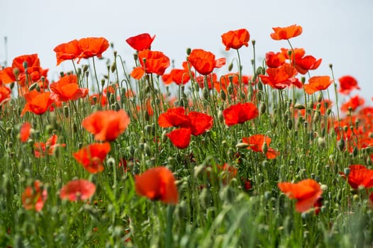 Fleurs - Coquelicots