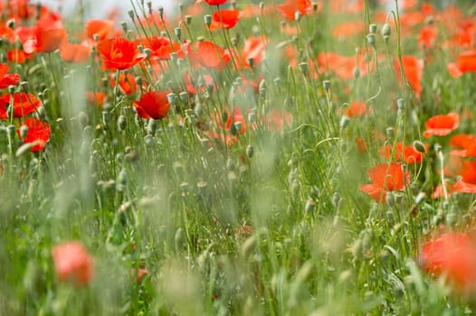Fleurs - Coquelicots