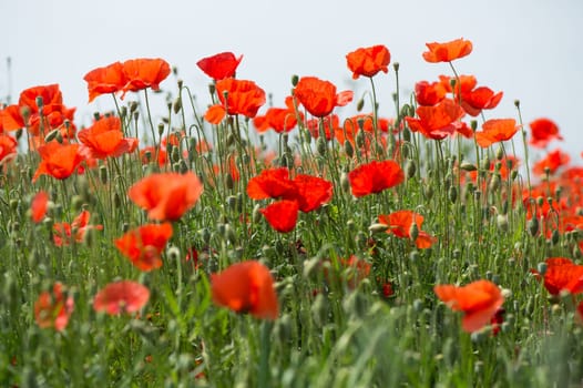 Fleurs - Coquelicots