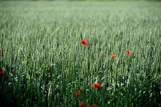 Fleurs - Coquelicots - Blé - Champ - Agriculture