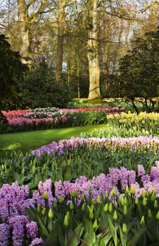 Park with colorful tulips, daffodils and hyacinths in spring