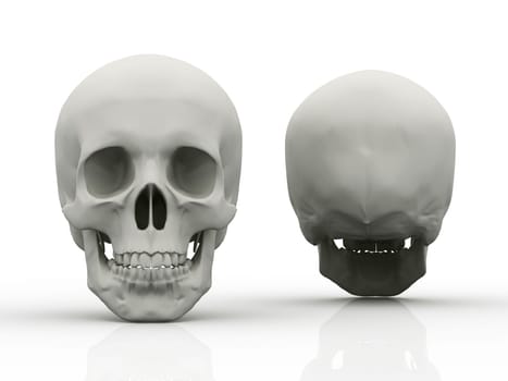 3d image of human skull in full face and profile