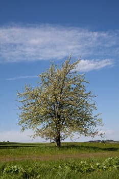 Cherry tree blooms in spring