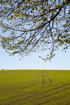 Sowing in the field